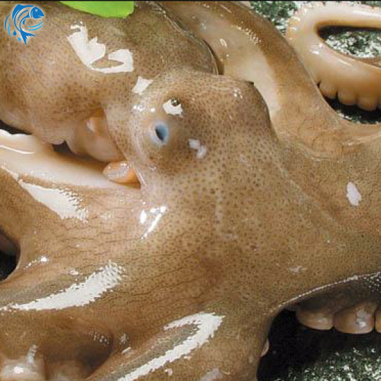 SASHIMI BẠCH TUỘC HAI DA