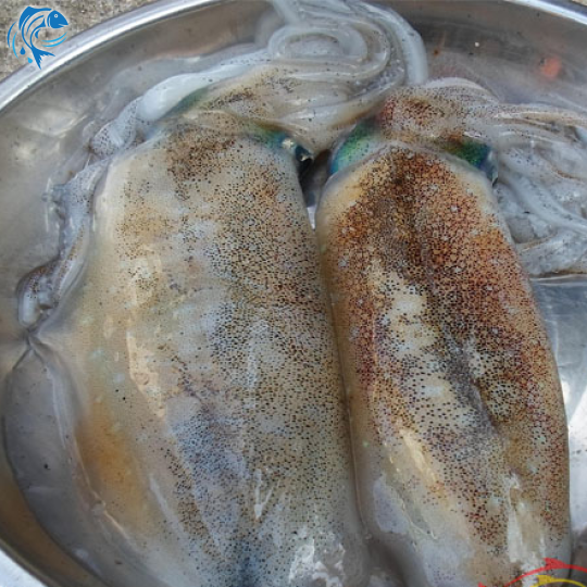 MỰC LÁ TUY PHONG BÌNH THUẬN