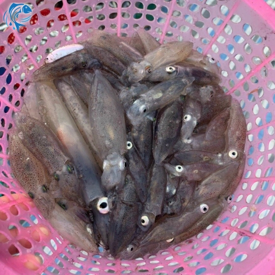 MỰC TRỨNG PHÚ QUỐC