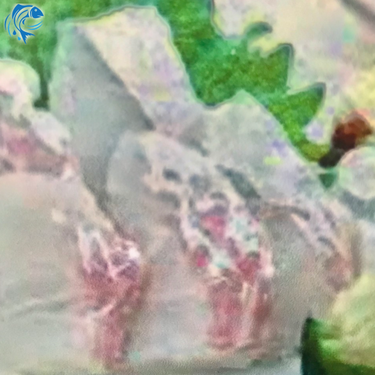 SASHIMI CÁ CHẼM BIỂN