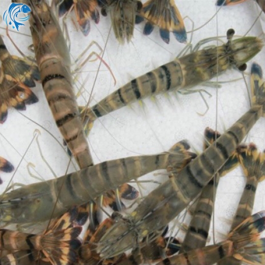 TÔM SÚ THIÊN NHIÊN