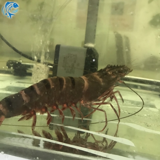 TÔM SÚ THIÊN NHIÊN