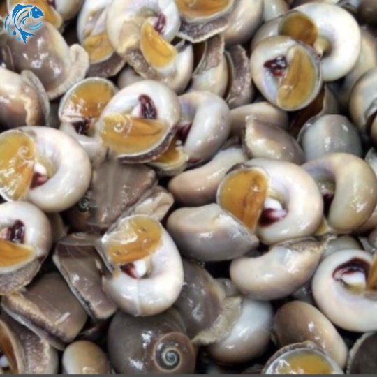ỐC MỠ THIÊN NHIÊN SIZE CỒ
